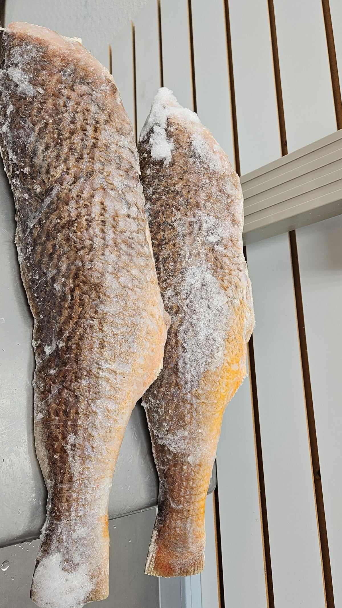 GIANT WHOLE CROAKER